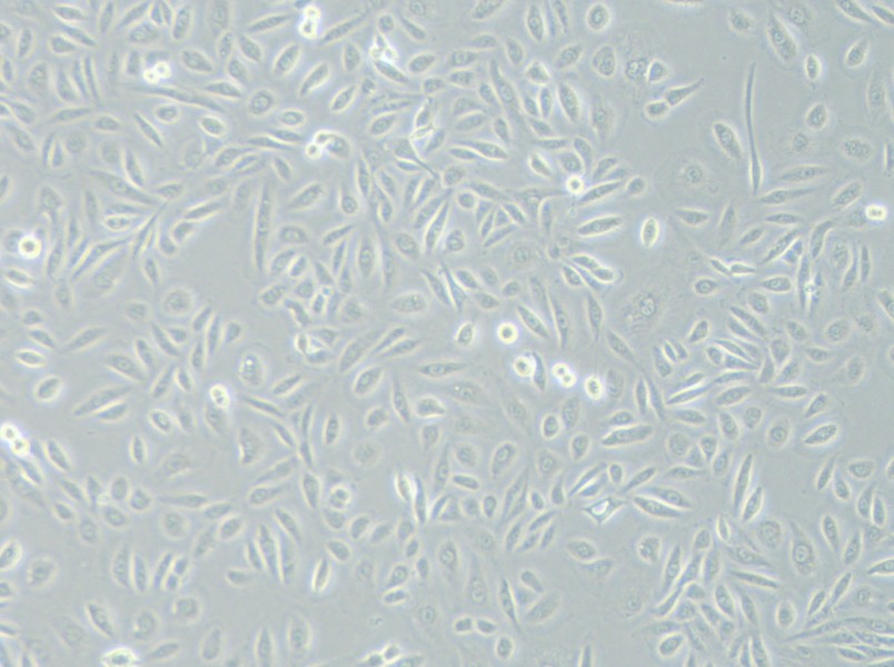 TPC-1 (RPMI) Cell Complete Medium-searchlist-1