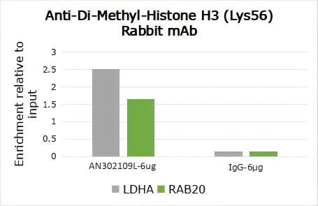 Recombinant Histone H3 (Di Methyl Lys56) Monoclonal Antibody - small - 7
