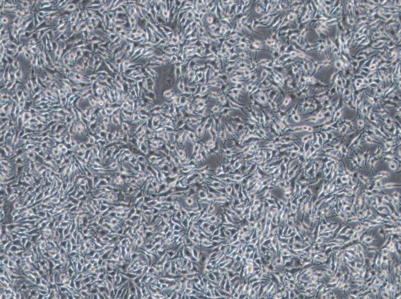 B16-F1 Cell Complete Medium - 2