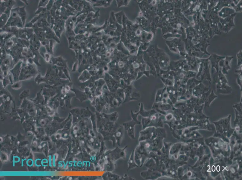 LS180 Cell Complete Medium - 6