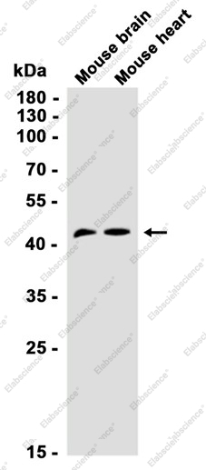 Recombinant ENO1 Monoclonal Antibody - 1