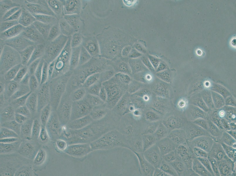 Panc 05.04 Cell Complete Medium - 4