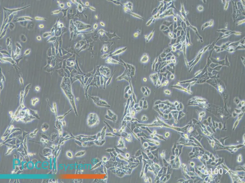 NCI-H446 [H446] Cell Complete MediumNCI-H446 [H446] Cell Complete Medium - 3