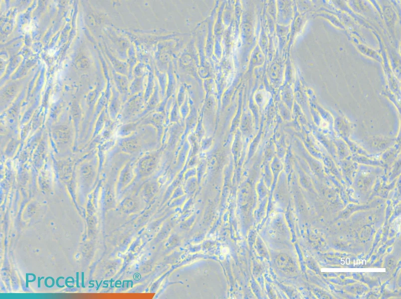 MS1 Cell Complete Medium - small - 6