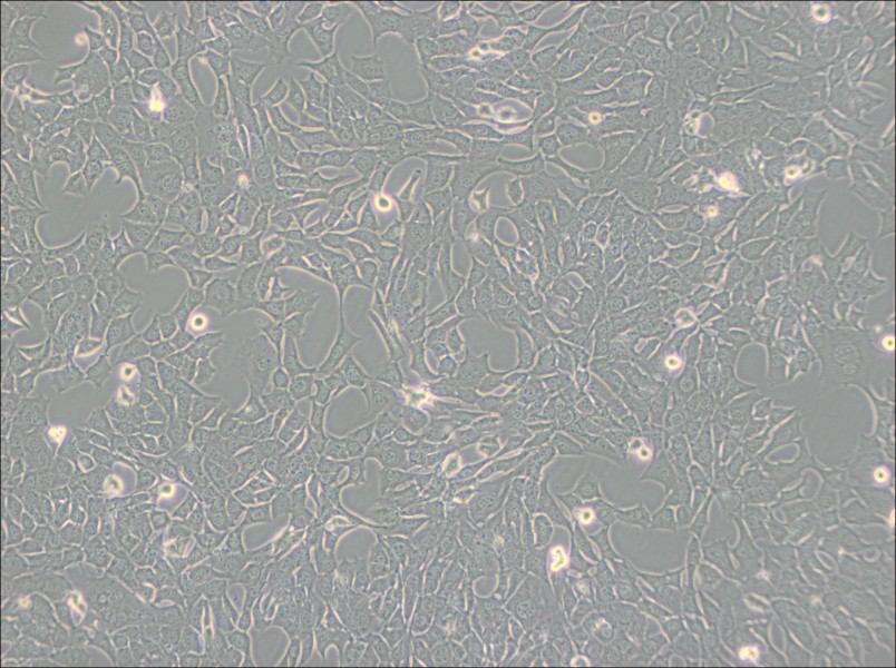 C127 [C-127] Cell Complete Medium-searchlist-1