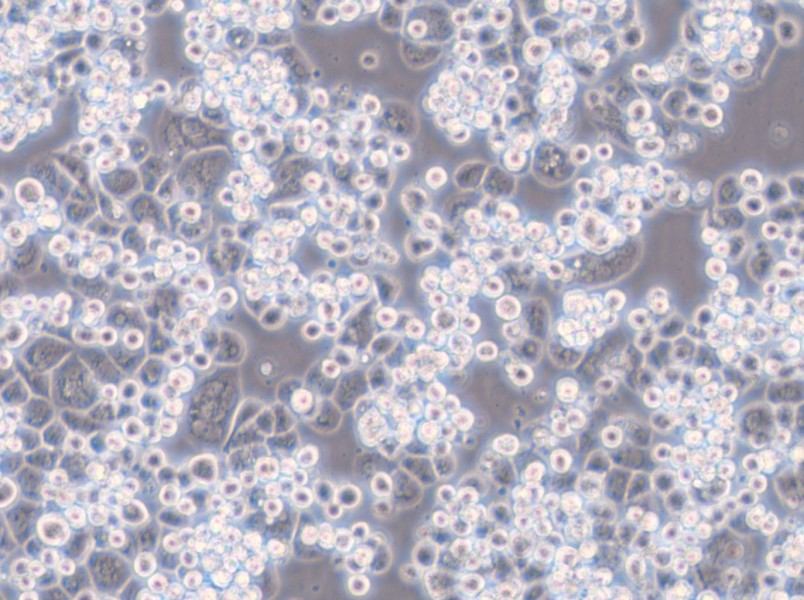 MDA-kb2 (DMEM) Cell Complete Medium - 6