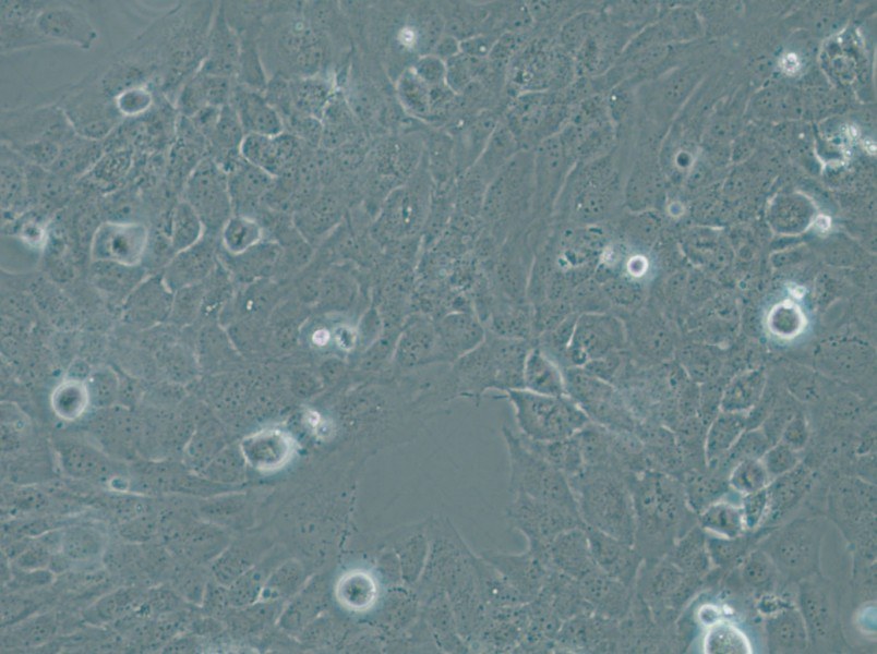WI-38 VA-13 subline 2RA Cell Complete Medium - 6