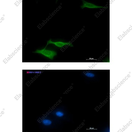 Recombinant COX5B Monoclonal Antibody - 3