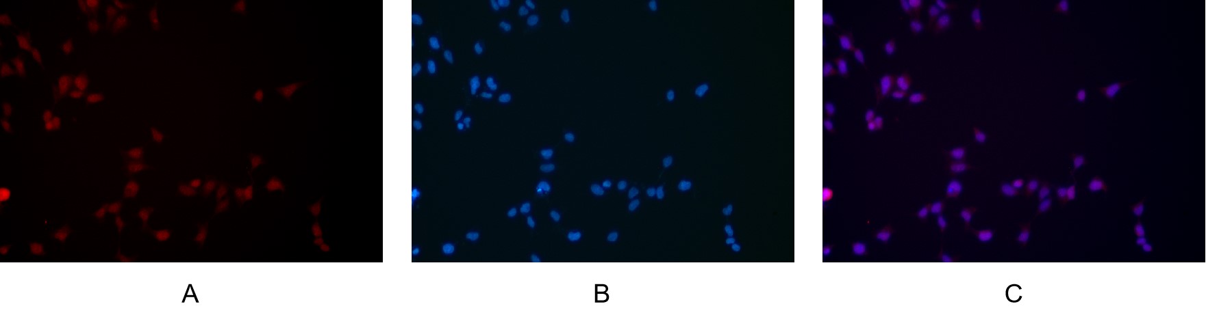 Recombinant NQO1 Monoclonal Antibody - small - 9
