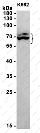 Recombinant Tec Monoclonal Antibody - 1