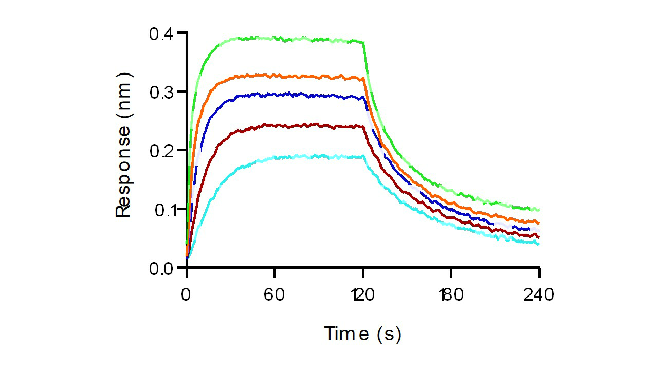 Recombinant Human PD-L1/B7-H1/CD274 Protein (Fc Tag) - small - 5