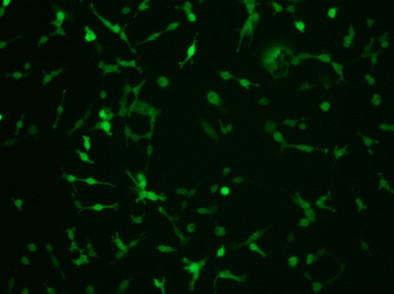 CT26.WT-GFP Cell Complete MediumCT26.WT-GFP Cell Complete Medium - 3