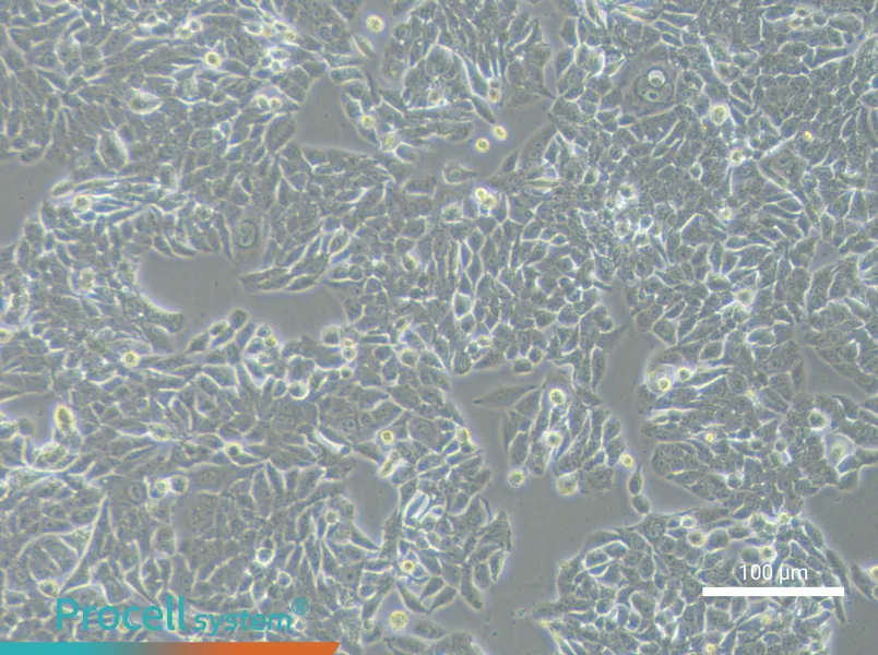NCI-H358NCI-H358 - 2