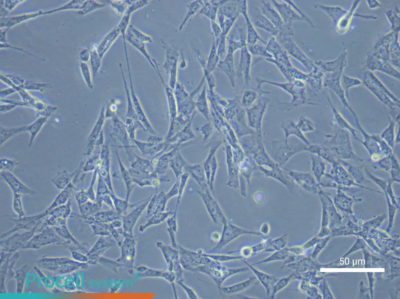 Rat Embryonic Fibroblast Complete Medium - small - 4