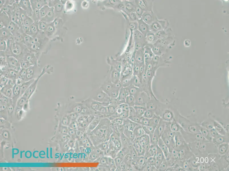 MCF-12A Cell Complete Medium - 5