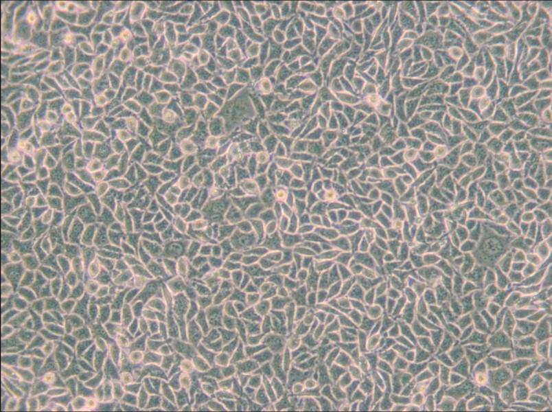 B82 Cell Complete Medium - small - 6