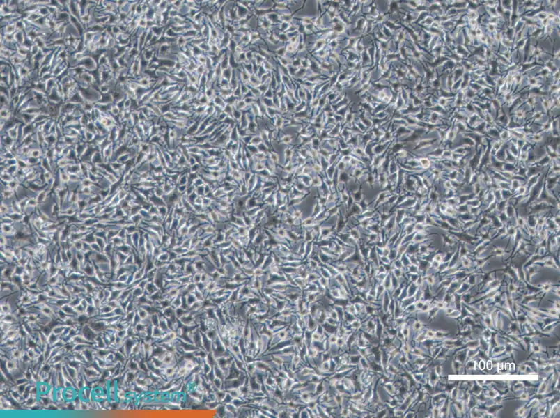 B16-F1 Cell Complete Medium - 3