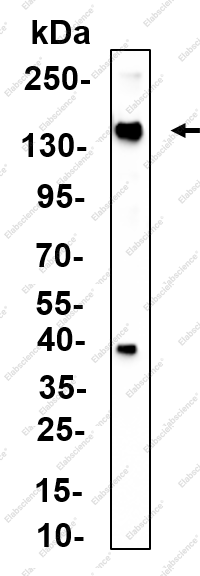 Recombinant ENPP1 Monoclonal Antibody - 2