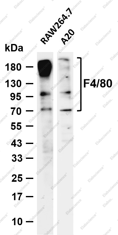 Recombinant F4/80 Monoclonal Antibody - 1