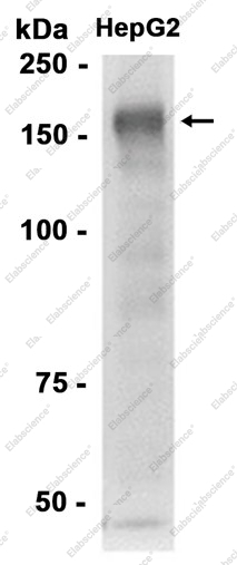 Recombinant CD13/ANPEP Monoclonal Antibody - 2