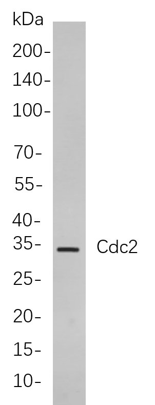 Recombinant Cdc2 Monoclonal Antibody-searchlist-1