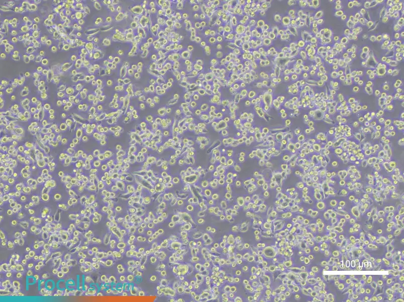 JAWSII Cell Complete MediumJAWSII Cell Complete Medium - 1