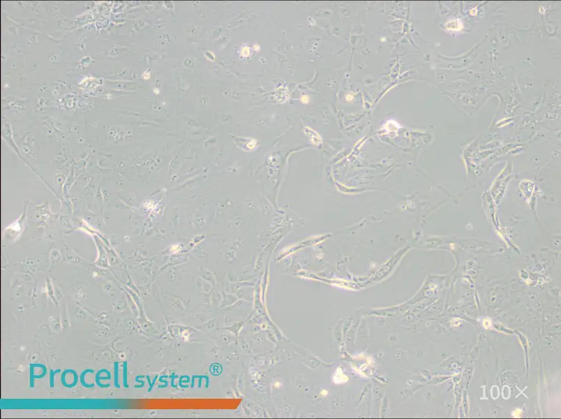 MKN-7 [MKN7; MKN 7] Cell Complete Medium - 1