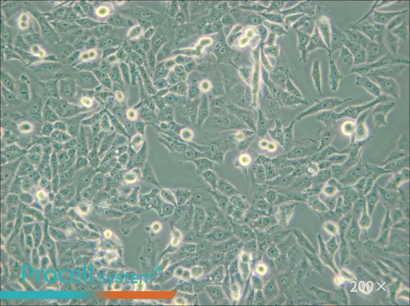 NCI-H157 Cell Complete Medium - 6