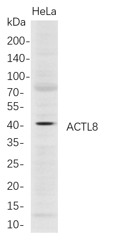 Recombinant ACTL8 Monoclonal Antibody-searchlist-1