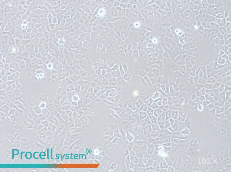HCC-44 Cell Complete MediumHCC-44 Cell Complete Medium - 2