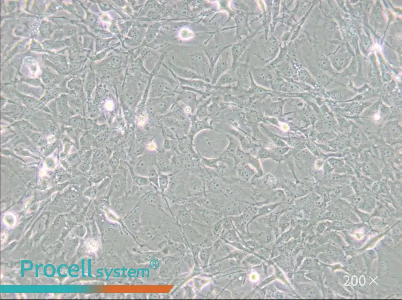 MET-5A Cell Complete Medium - small - 4