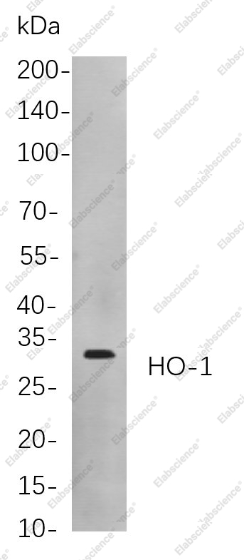 Recombinant HO-1 Monoclonal Antibody - 1