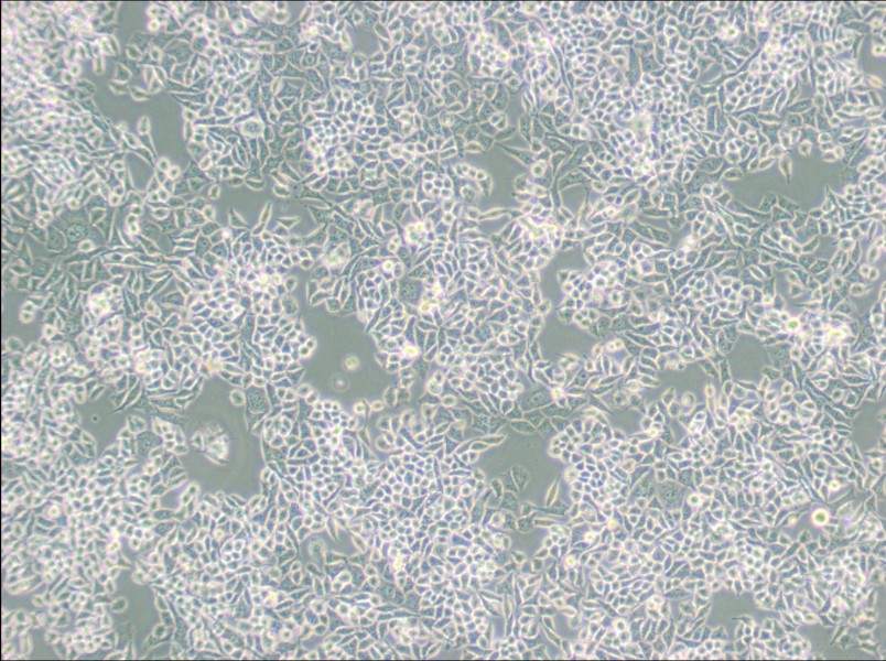 AN3 CA Cell Complete Medium-searchlist-1