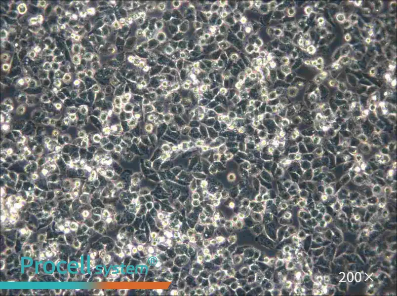 IHH-4 Cell Complete Medium - small - 6