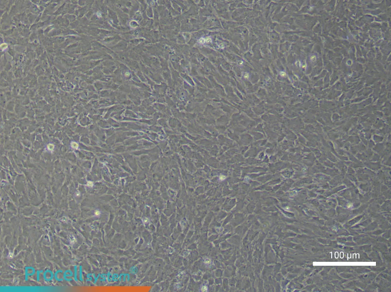 Rat Optic Papilla Astrocyte Complete Medium - 1