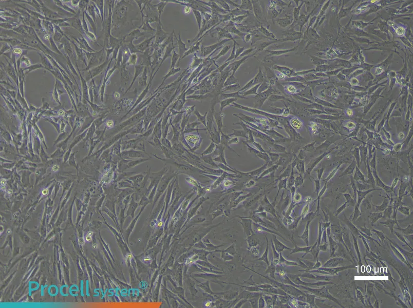 Mouse Vascular Adventitial Fibroblast Complete Medium - 3
