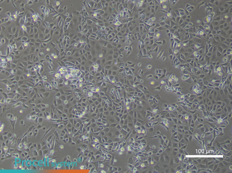 Mouse Renal Microvascular Endothelial Cell Complete MediumMouse Renal Microvascular Endothelial Cell Complete Medium - 1