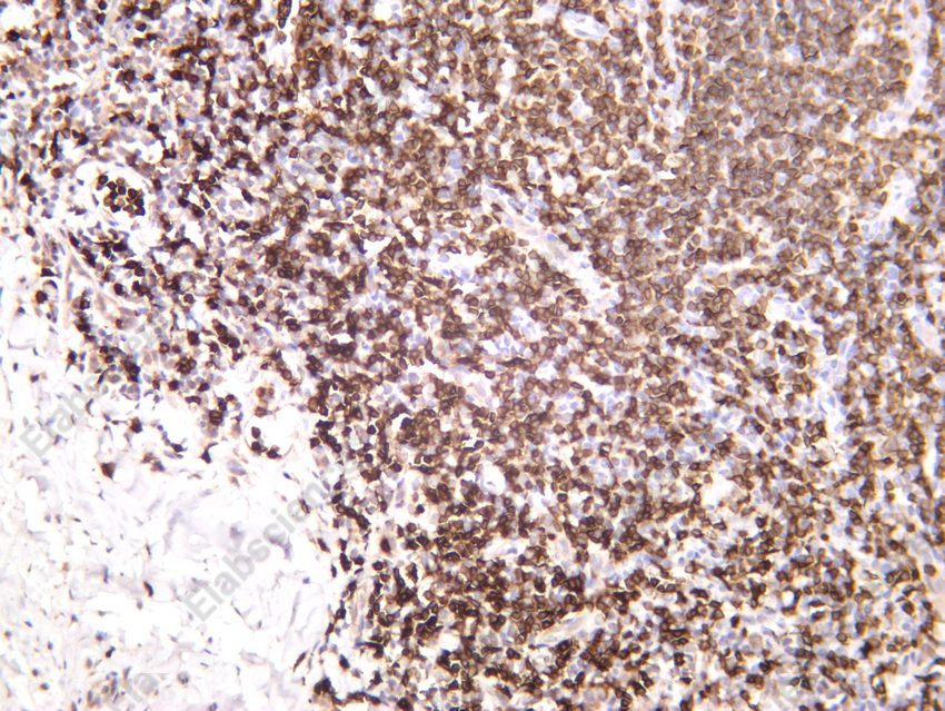 Recombinant CD3e/CD3 epsilon Monoclonal Antibody - 3