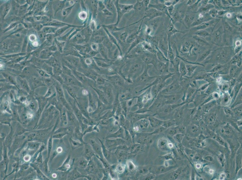 MiCl1 (S+L-) Cell Complete Medium - 6