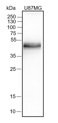 Recombinant PD-L1 Monoclonal Antibody-searchlist-1
