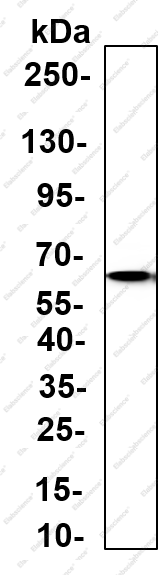 Recombinant PFKFB3 Monoclonal Antibody - 1