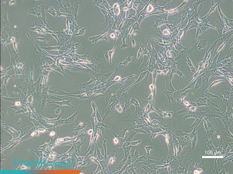 TtT/GF Cell Complete Medium - 3