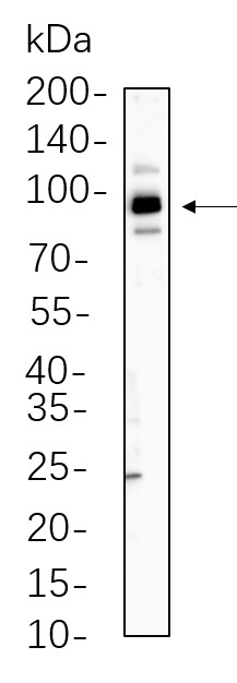 Recombinant STAT5b Monoclonal Antibody-searchlist-1
