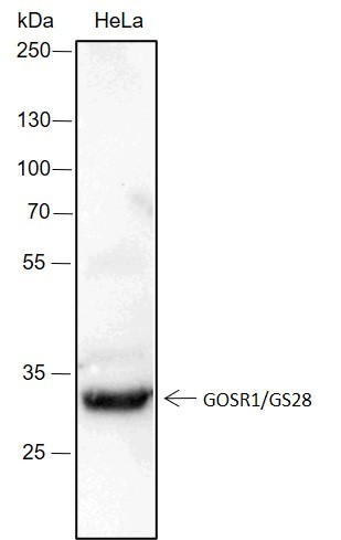 Recombinant GOSR1/GS28 Monoclonal Antibody-searchlist-1