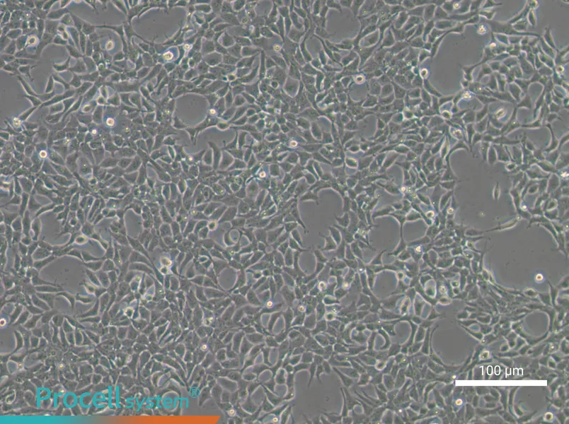 293A Cell Complete Medium - 2