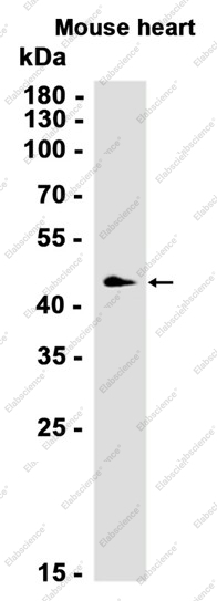 Recombinant AAMP Monoclonal Antibody - 2