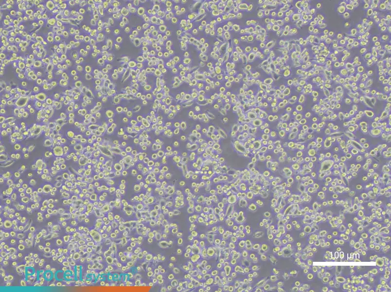JAWSII Cell Complete MediumJAWSII Cell Complete Medium - 2