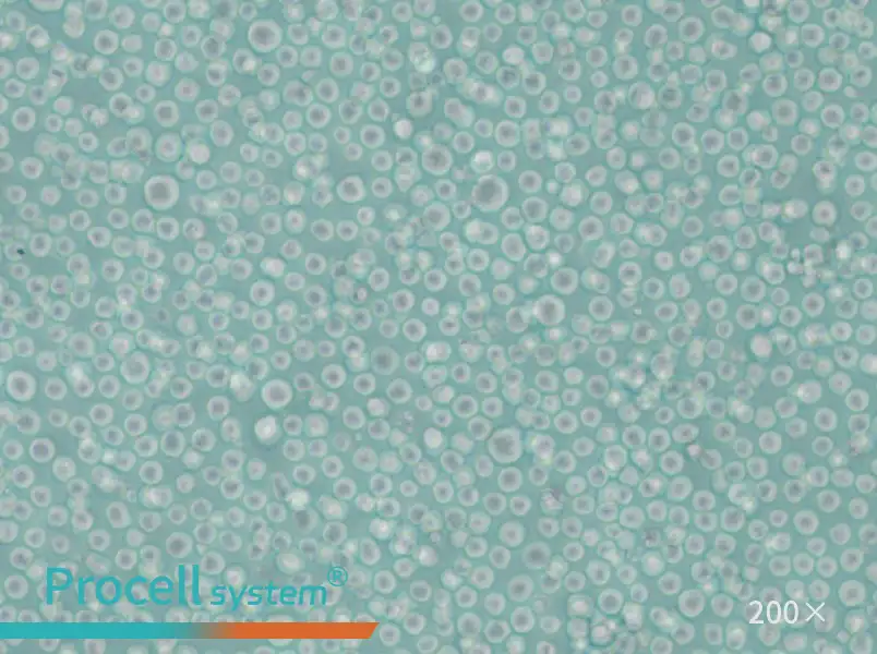 LAMA-84 Cell Complete Medium - 6