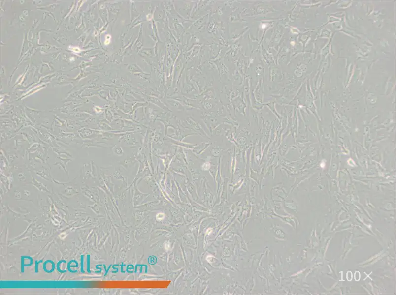 3T3-Swiss albino Cell Complete Medium - 3