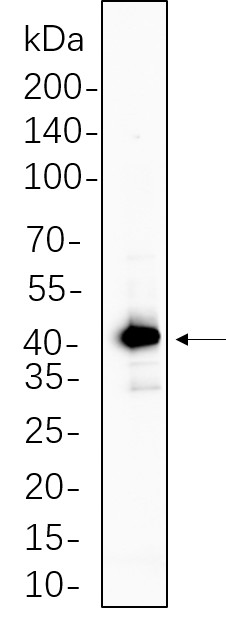 Recombinant GSK3β Monoclonal Antibody-searchlist-1